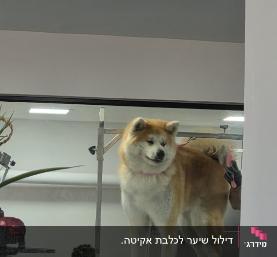 כלב בתספורת מאחורי חלון זכוכית